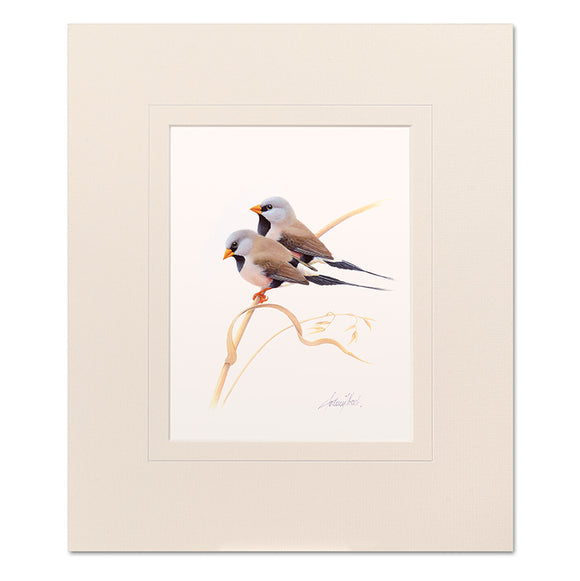 Long-Tailed Finches Mounted Print