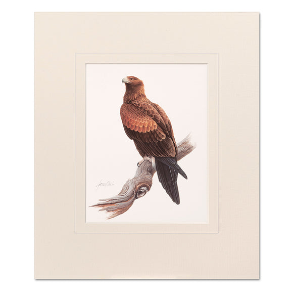 Wedge-Tailed Eagle Mounted Print