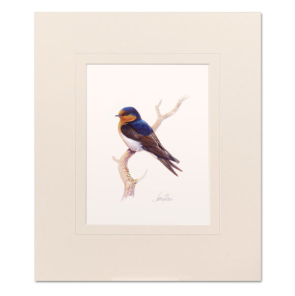 Welcome Swallow Mounted Print